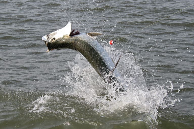 How To Catch Tarpon Sport Fishing Mag