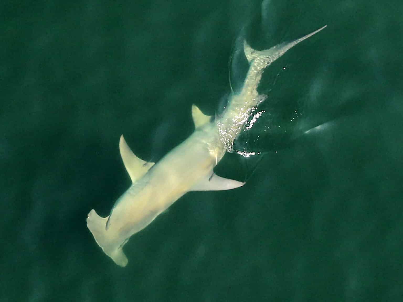 Hammerheads Target Keys Tarpon Sport Fishing Mag