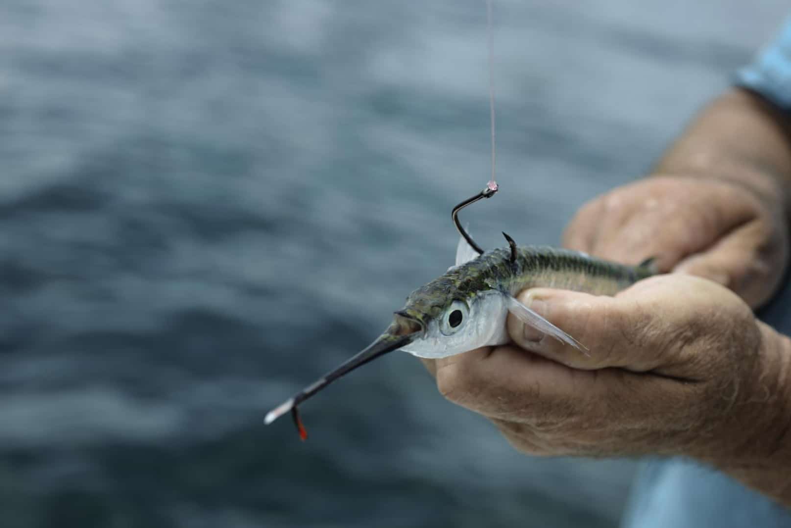 Choosing the right hook - Fishing Guide