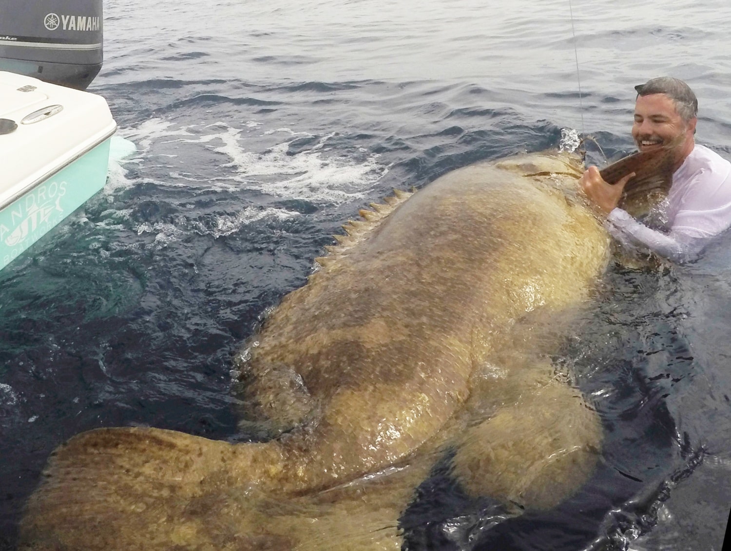 Grappling With Giant Grouper In The Gulf Of Mexico 