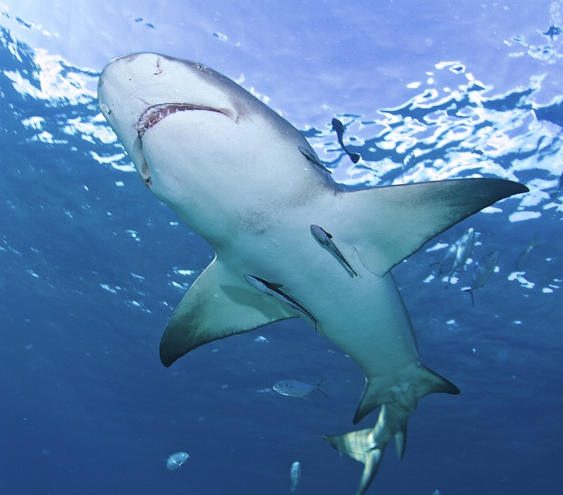 Amazing Shark Photography | Sport Fishing Mag