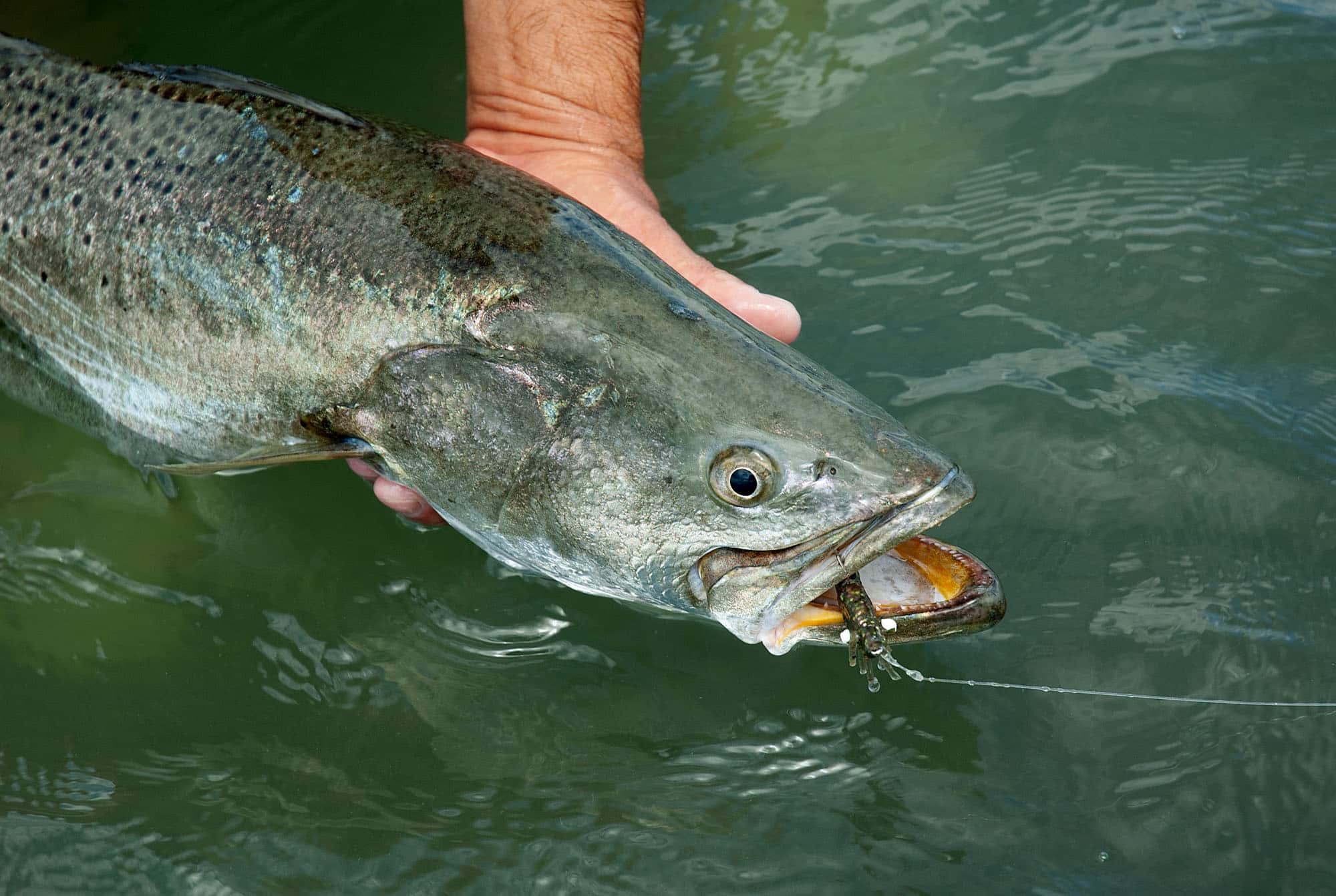 How to Catch Speckled Trout - Get the Know How