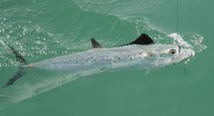 Spanish mackerel caught using a jig