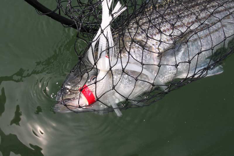 Jig the Rips for Fall Striped Bass in Southern New England