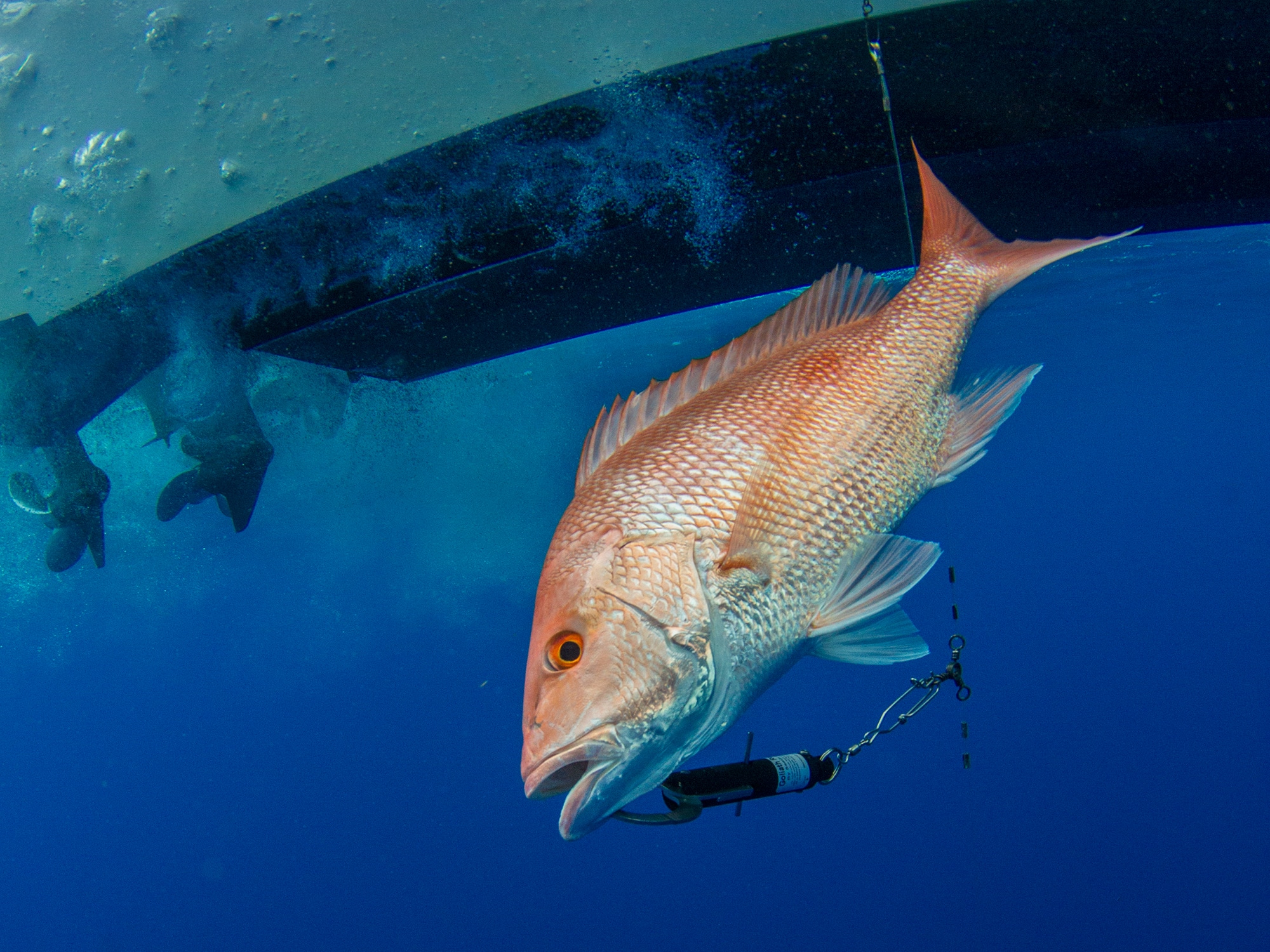 FishSmart Red Snapper & Red Drum Conservation Project