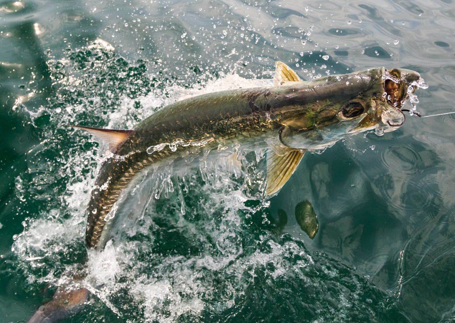 Jumping Marlin and Sailfish in Stunning Photos | Sport Fishing Mag