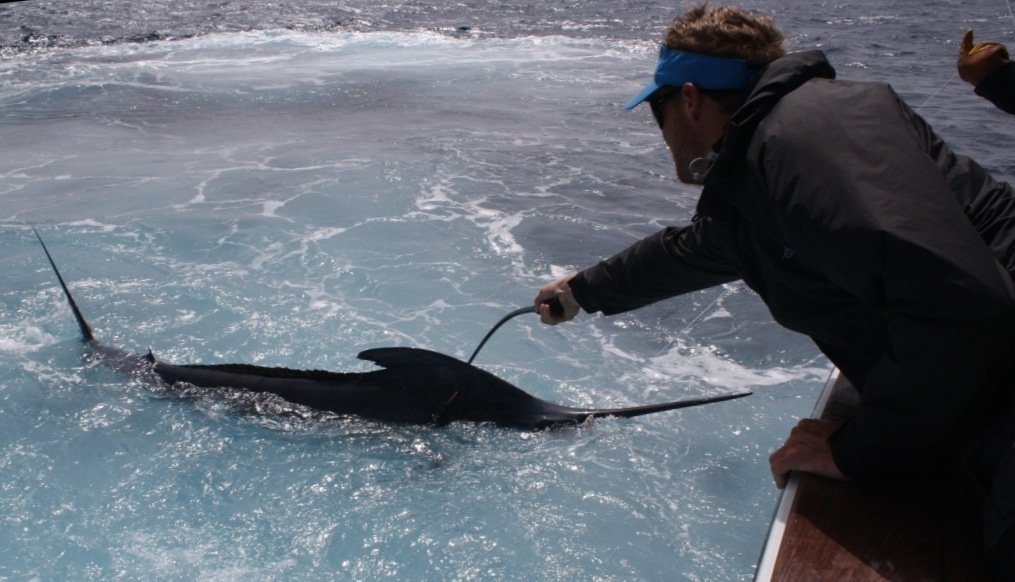 International Game Fish Association Annual Auction 2017 - Fish Billfish in the Cape Verde Islands