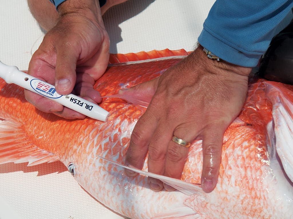 Shelton Fish Descender Release Device for Fish with Barotrauma 