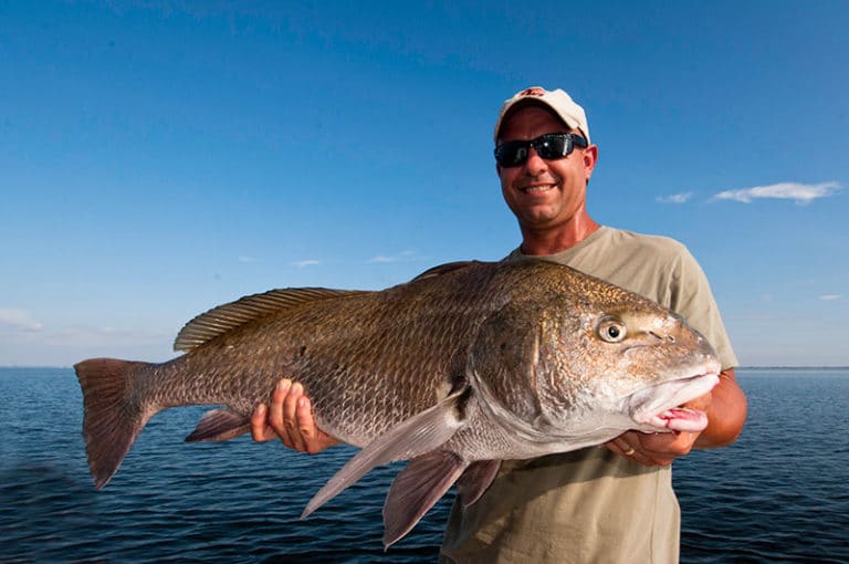 Sight-Casting to Florida Giants: Black Drum in Tampa Bay | Sport ...