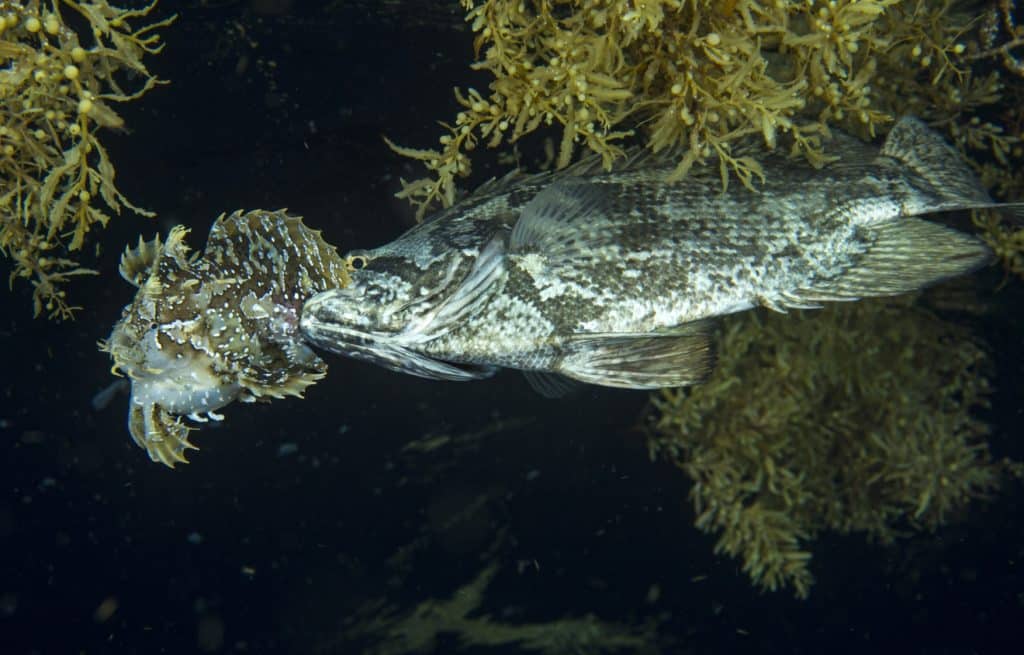 Sargassumfish eaten by tripletail