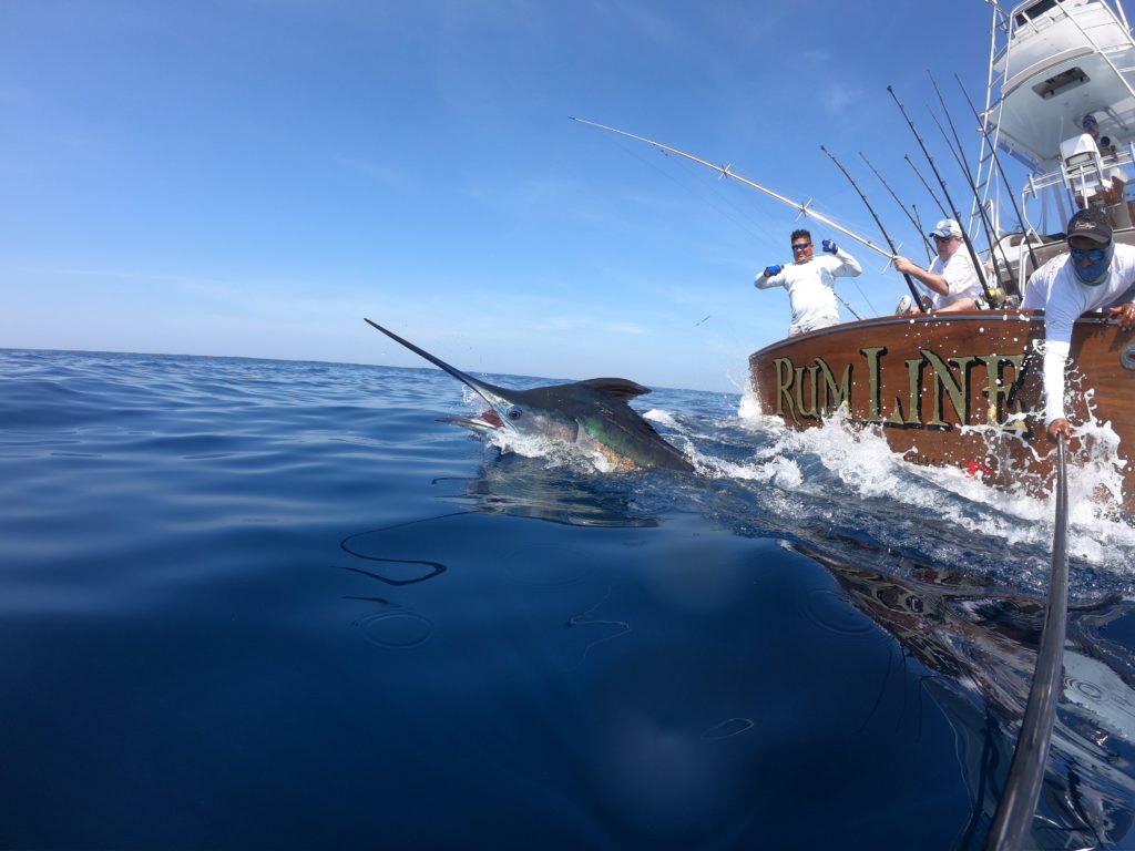 Release of a blue marlin