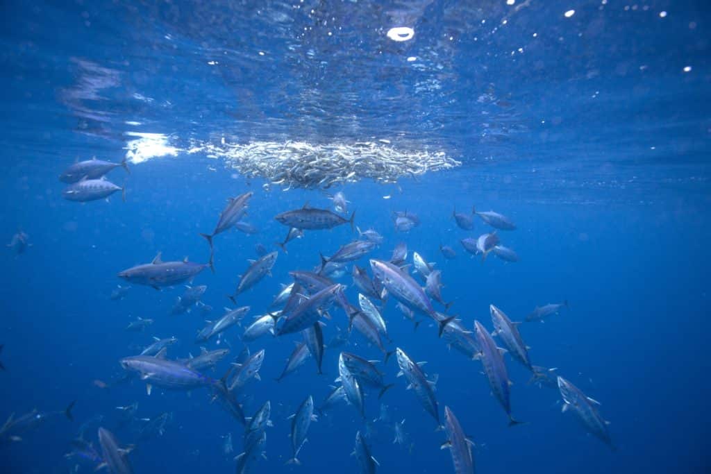 A school of skipjack tuna