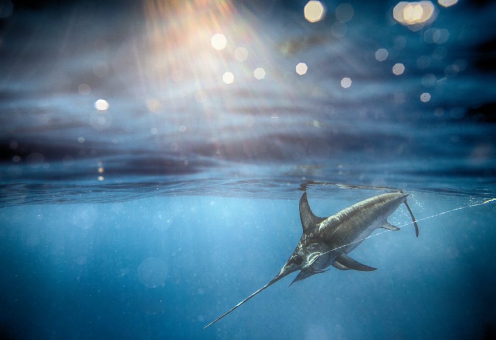 Battling a swordfish