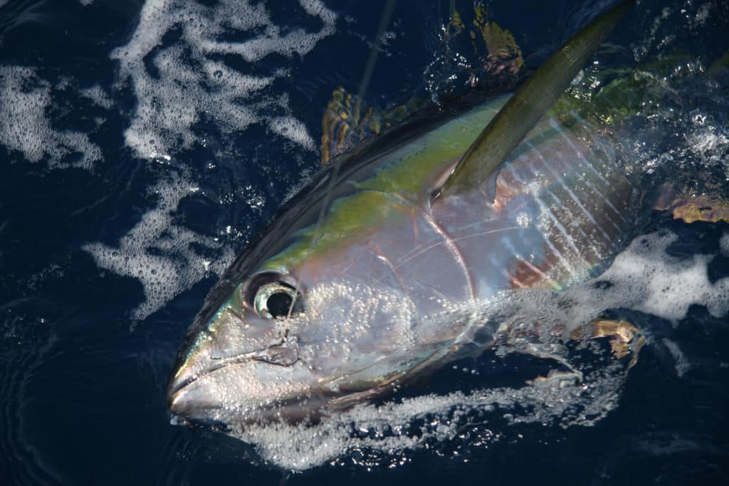 Spring Into the Yellowfin Tuna Fishing Scene