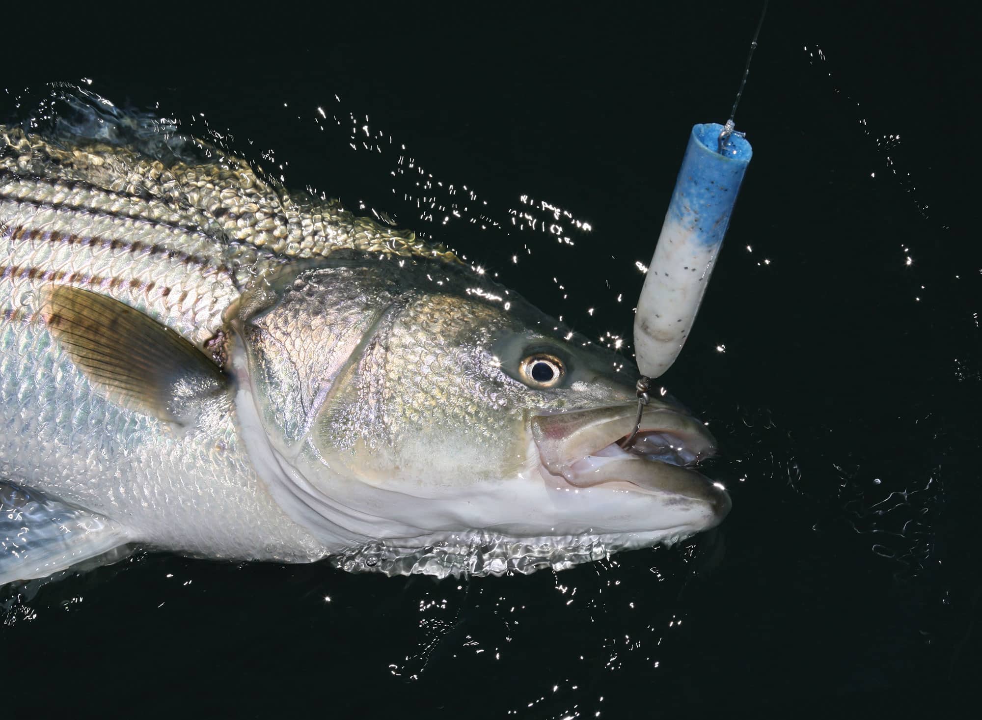How To: Fishing a Circle Hook for Striped Bass 