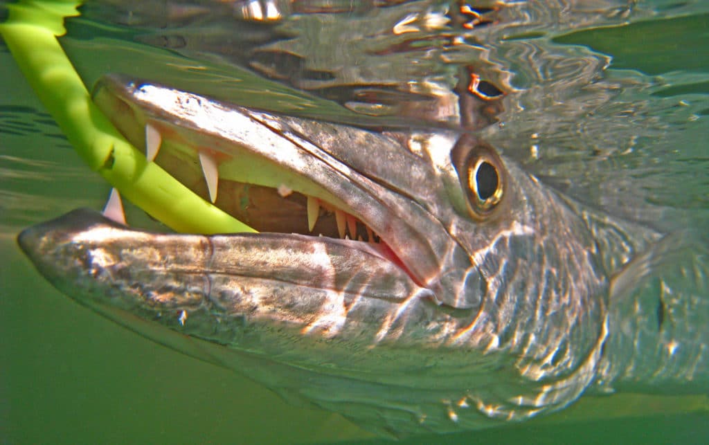 https://www.sportfishingmag.com/uploads/2021/09/barracuda-flats-fishing-tube-lure-1024x643.jpg