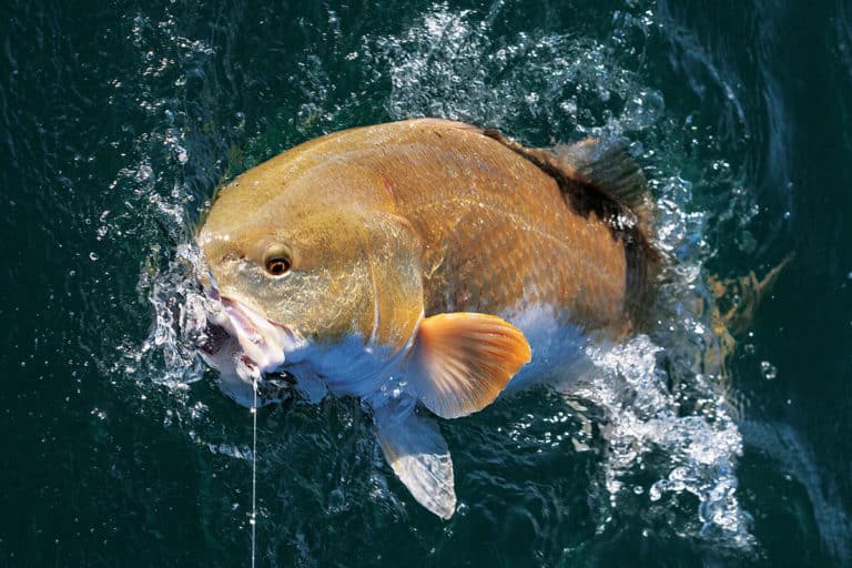 bull-redfish-sf1017-01