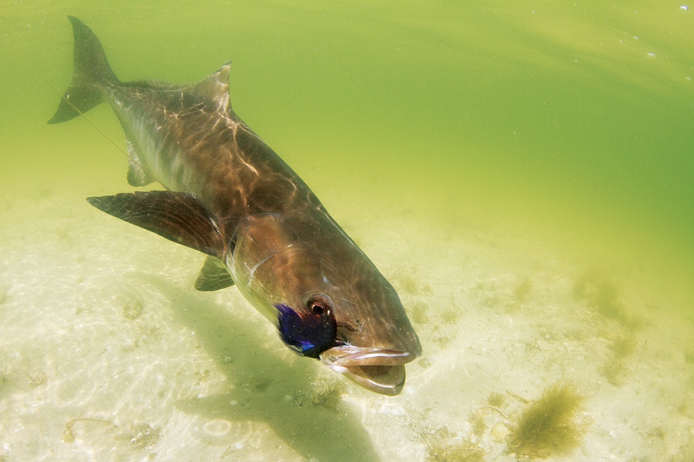 SURPRISE Artificial Lure Catches Cobia From A Kayak!!! 