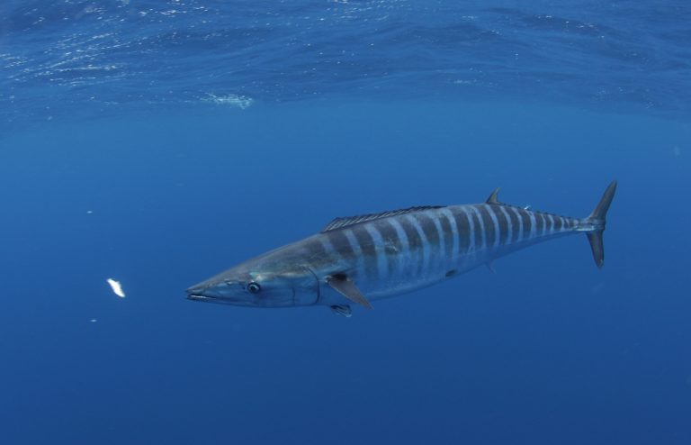 Wahoo fishing out of Venice, Lousiiana - underwater wahoo