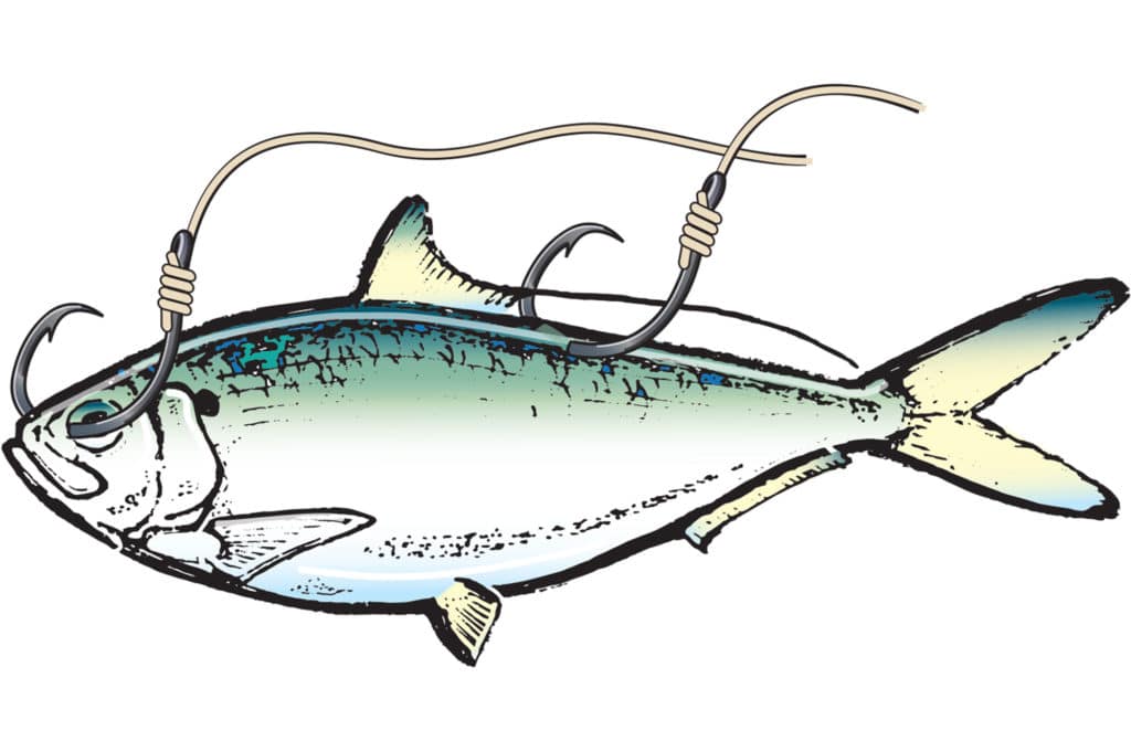 How To Hook Live Bait: Head to Tail - USAngler