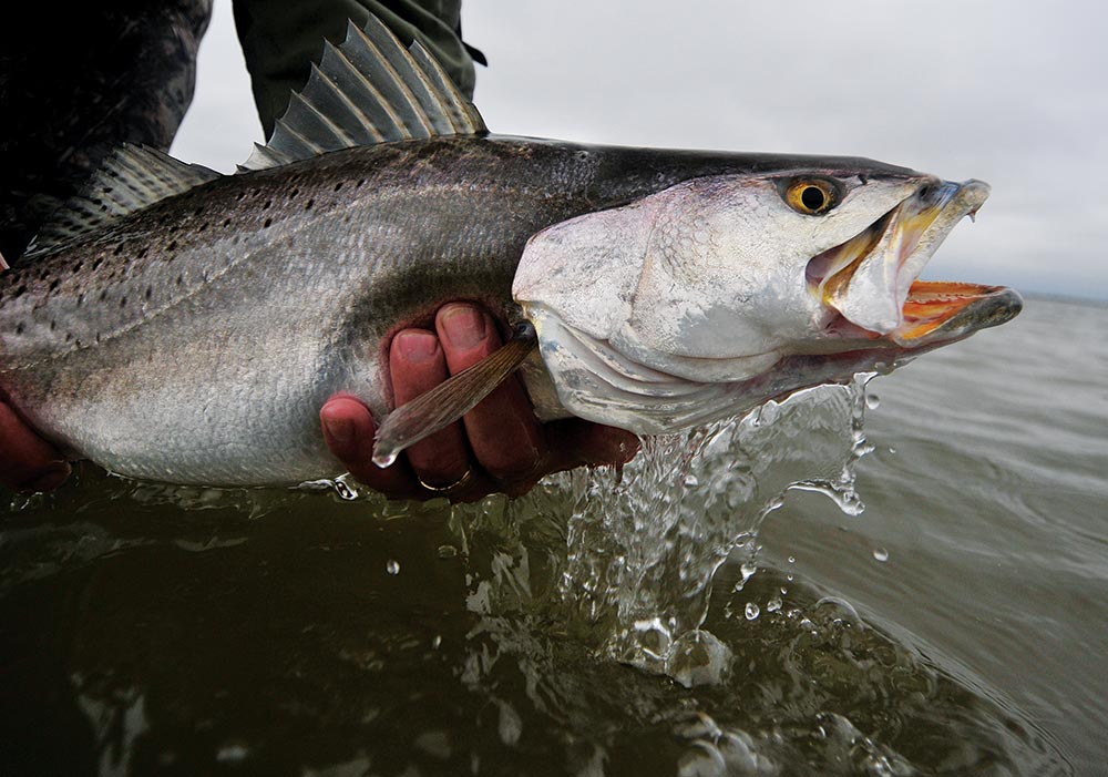 Best Fishing Lures for Seatrout: A Fishing Guide's Picks 