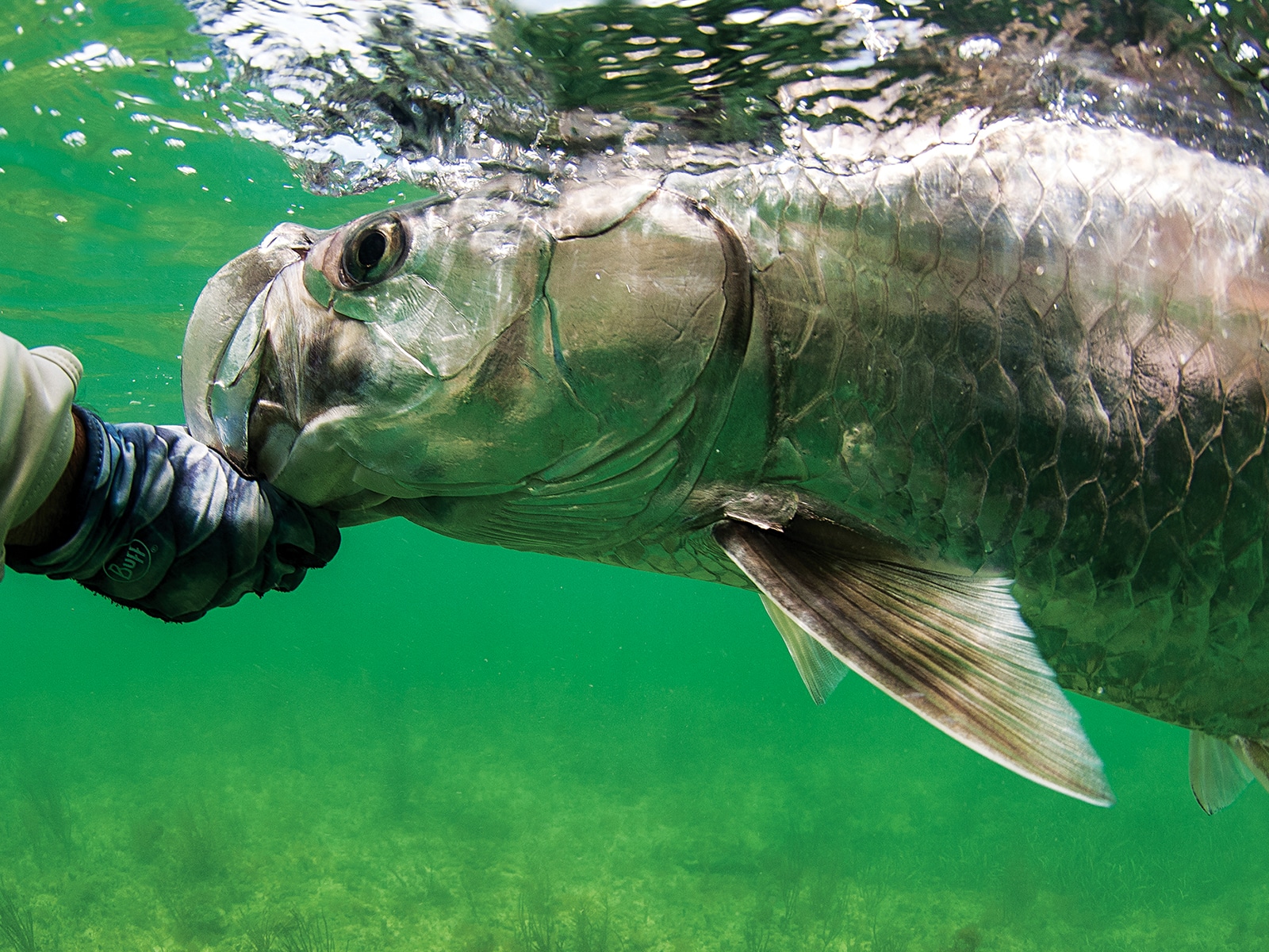 Fly Fisherman's Guide to Saltwater Prey: How to Match Coastal Prey Fis –  Fish Tales Fly Shop