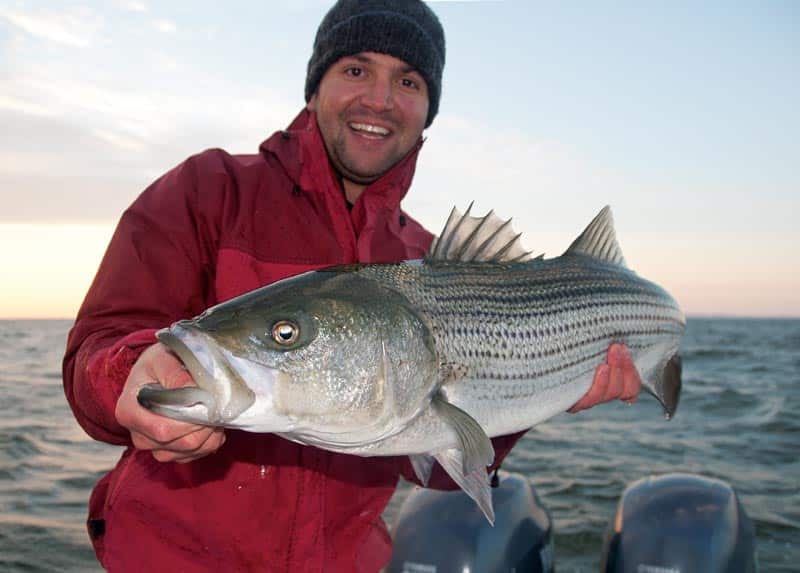 46 lb Striper Eats a Swimbait!! — Tactical Bassin' - Bass Fishing Blog
