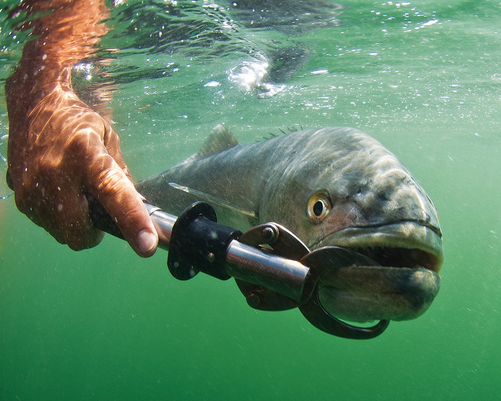 Berkley Big Game Lip Grip Digital Scale Fish Measurement Tool