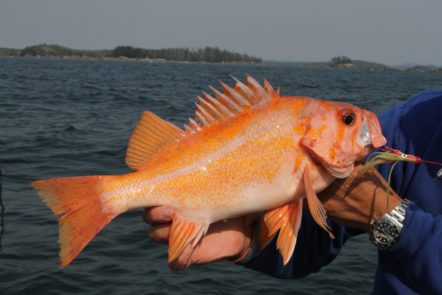 Top Rockfish of the Pacific Northwest | Sport Fishing Mag