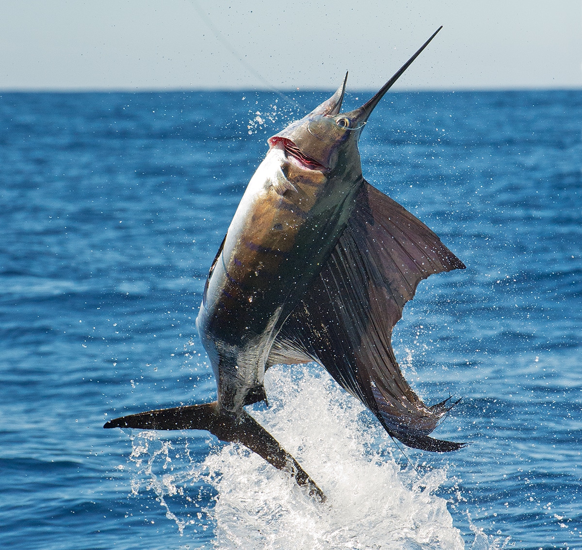 How to Catch Sailfish | Sport Fishing Mag