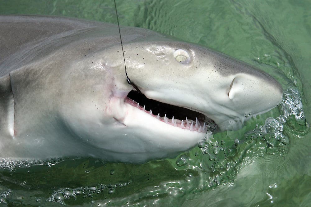 Fishing for Hammerhead Sharks in Key West