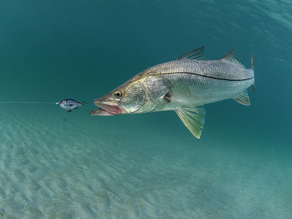 4 Ways To Retrieve Artificial Crab Lures For More Strikes