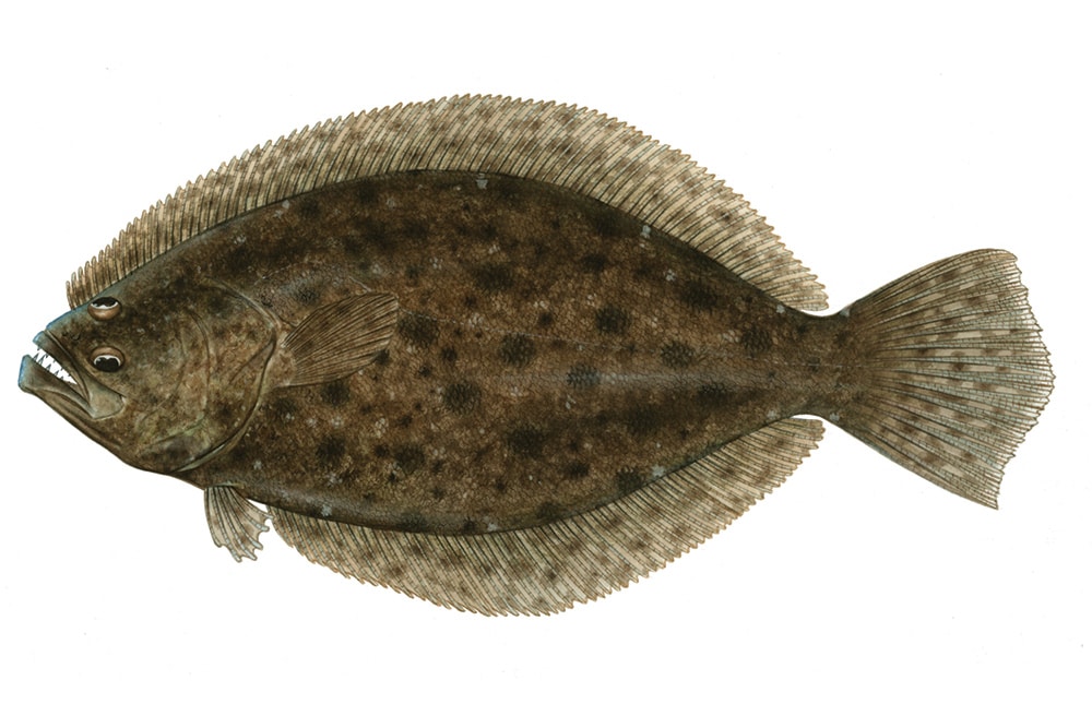 Can You Identify North Carolina's Three Species of Flounder? - Hook, Line  and Science