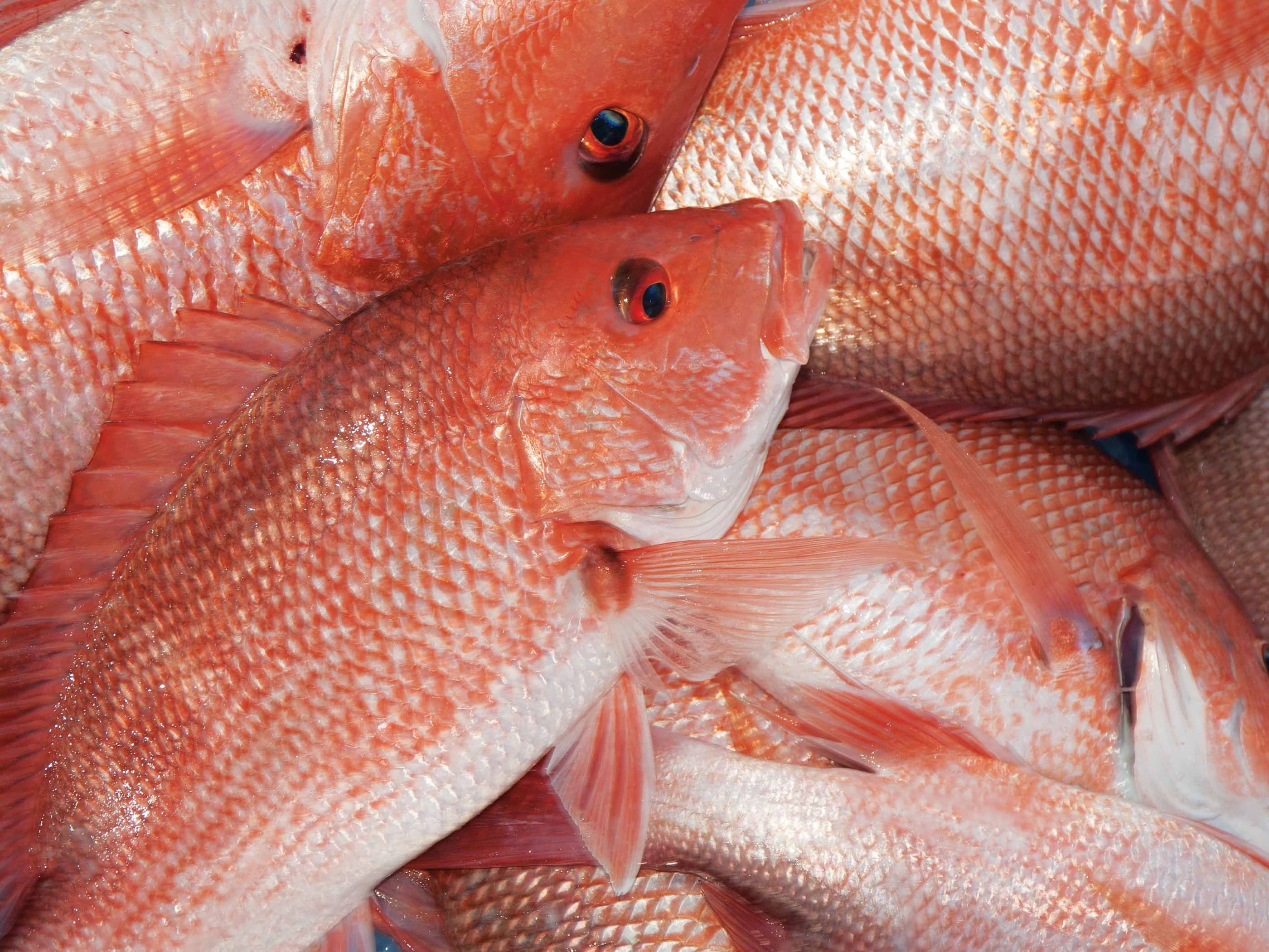Red Snapper Fishing, Conservation Red Snapper Gulf