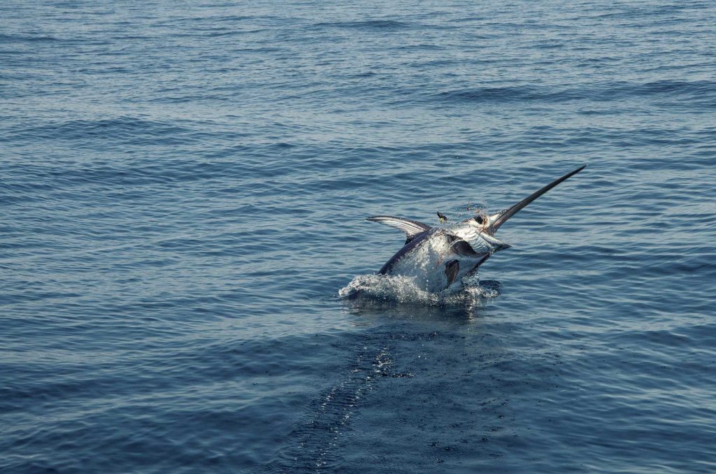 Swordfish catch and release for the crew. This fish stay the king of t