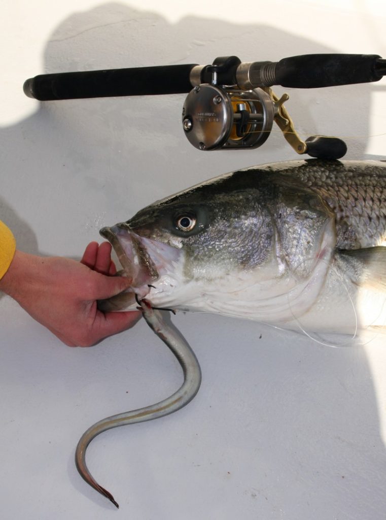 Top 4 Must-Have Lures for Big Rockfish - SkyAboveUs