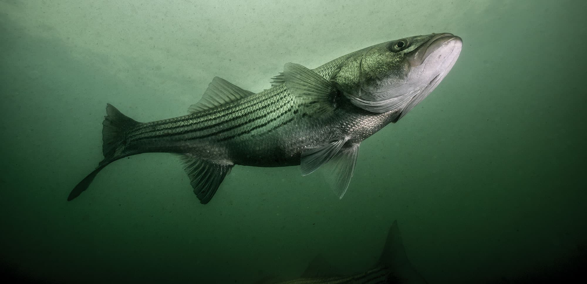 Block Island Striped Bass Fishing Guide