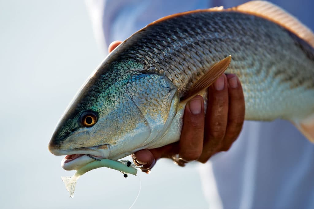 DOA Tough Guy Fishing Lure Freshwater Saltwater Weedless single