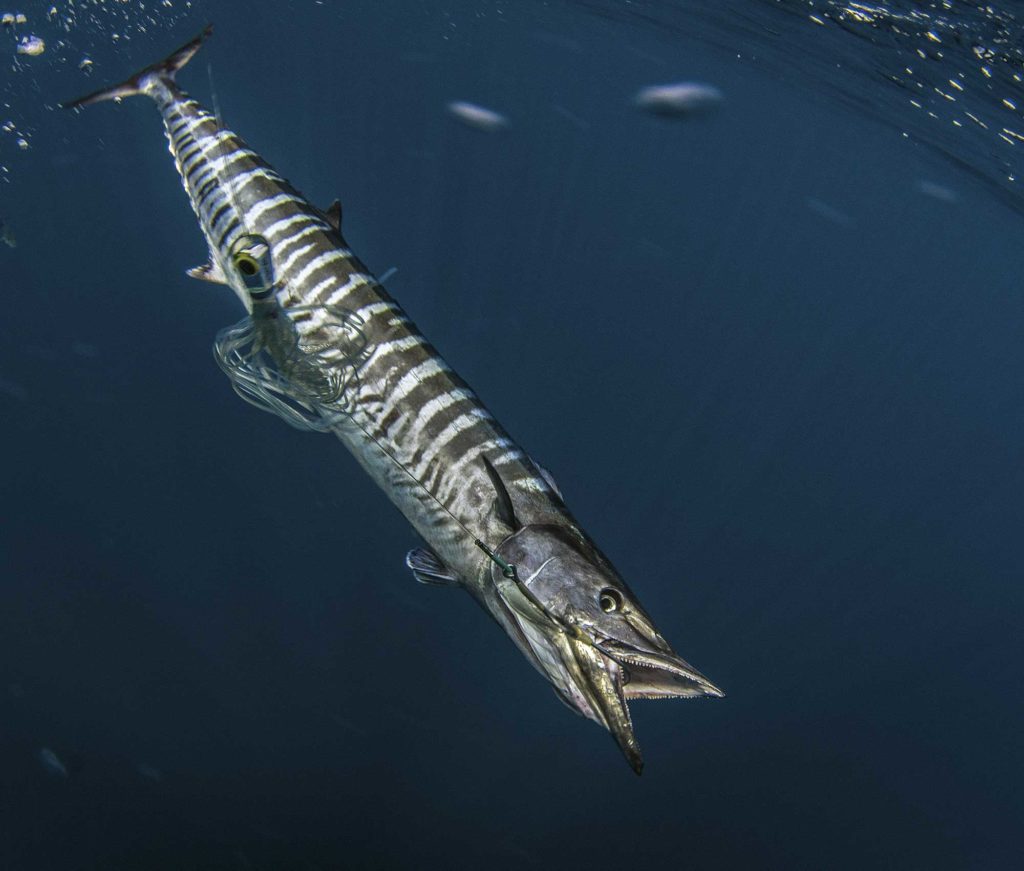 High Speed Trolling for Wahoo