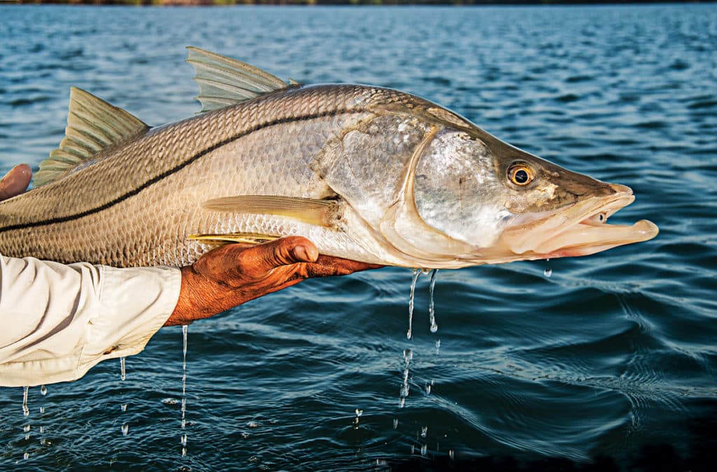 Big spillway monster fishing - Coastal Angler & The Angler Magazine