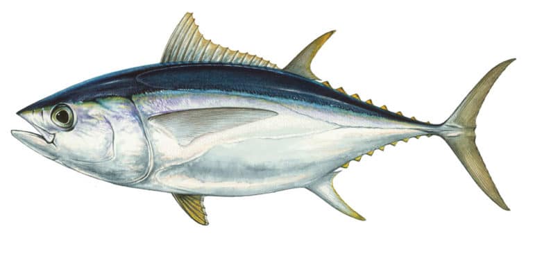 Pro Tips To Troll Up Bigeye Tuna at Night | Sport Fishing Mag