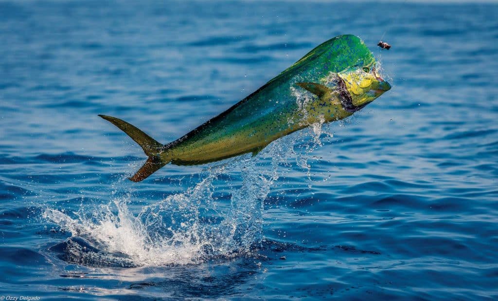 Saltwater Trolling Lure Mahi Mahi, Dolphin, Tuna, Durado, Sailfish