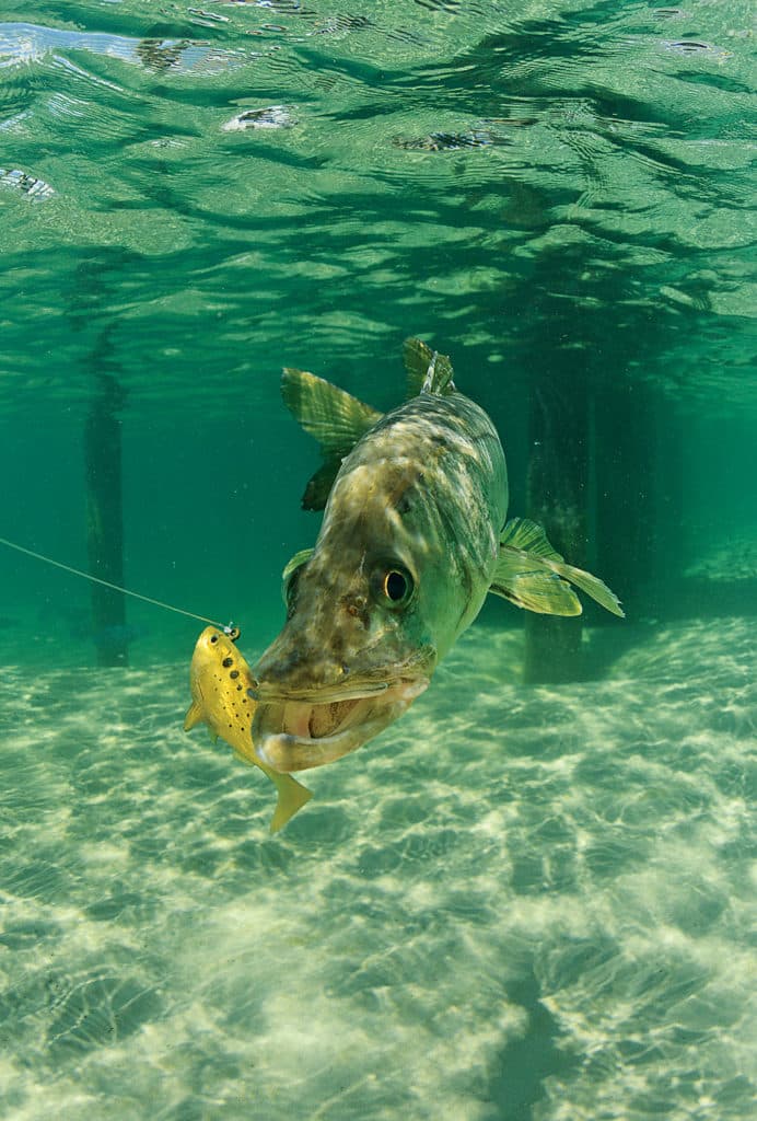 How to Fish Swimbaits in Saltwater