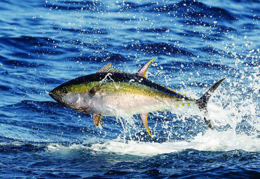 Buy Tuna Fish 3 Fishing Angling Salt Water Ocean Sea Yellowfin