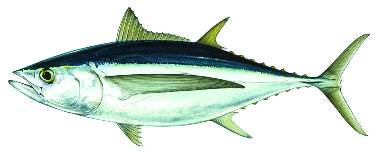 Different Types of Tuna, Species of Tuna | Sport Fishing Mag