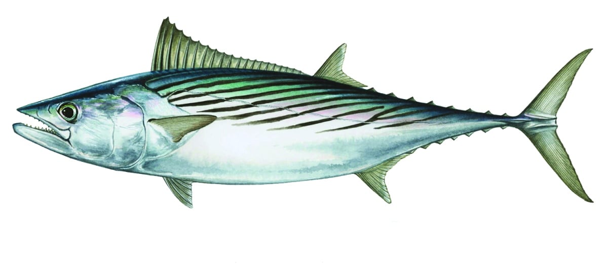 Different Types of Tuna, Species of Tuna | Sport Fishing Mag