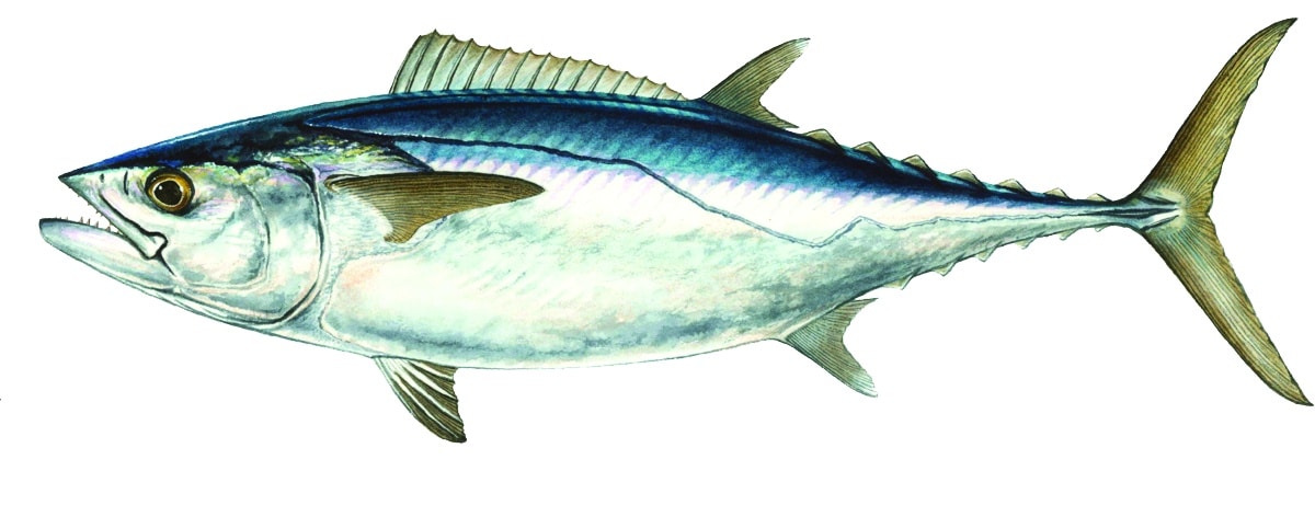 Different Types of Tuna, Species of Tuna | Sport Fishing Mag