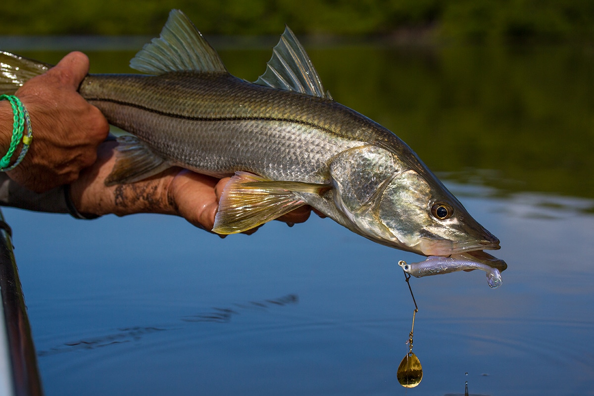 Spinnerbait tricks! 😁🎣 #fishingtricks #howtofish #fishingtips