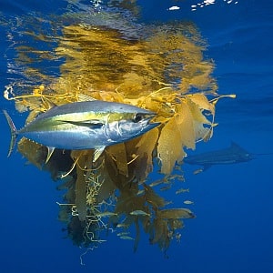 SALTWATER FLY FISHING PHOTOGRAPHS - TUNA MADNESS 2004-05