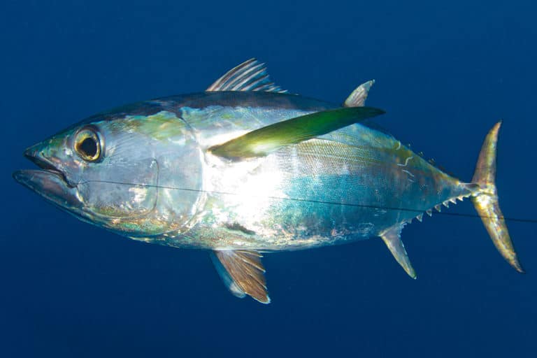 Texas Blackfin Tuna Fishing | Sport Fishing Mag